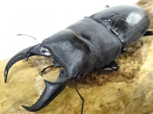 くわかぶプラネット / オキナワヒラタクワガタペア