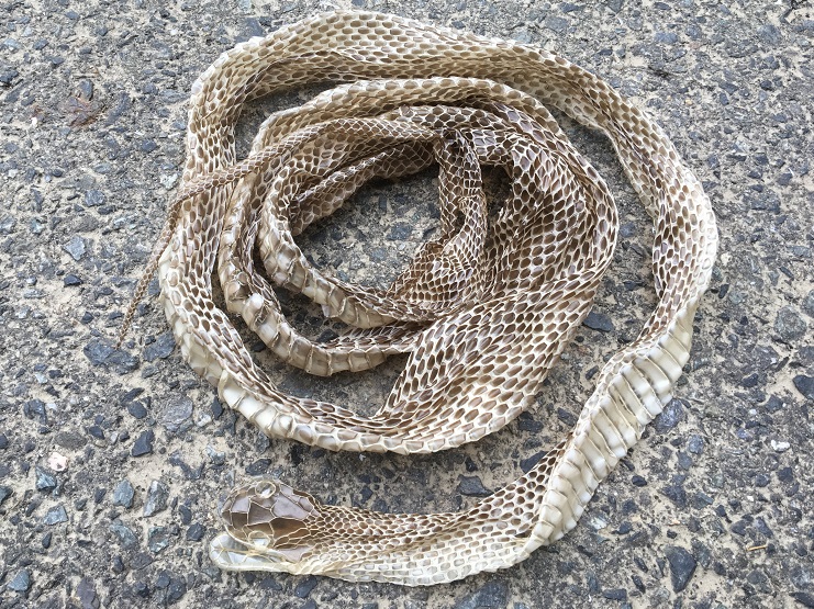 アオダイショウの抜け殻 | 山の便り