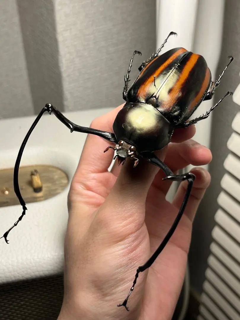 2026年最新】テナガコガネ 標本の人気アイテム - メルカリ